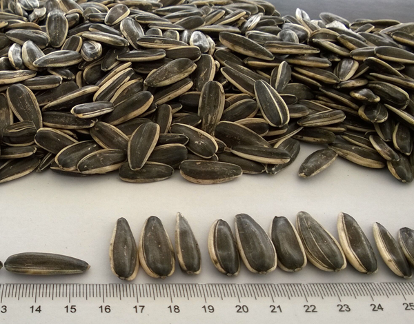 363 sunflower seeds