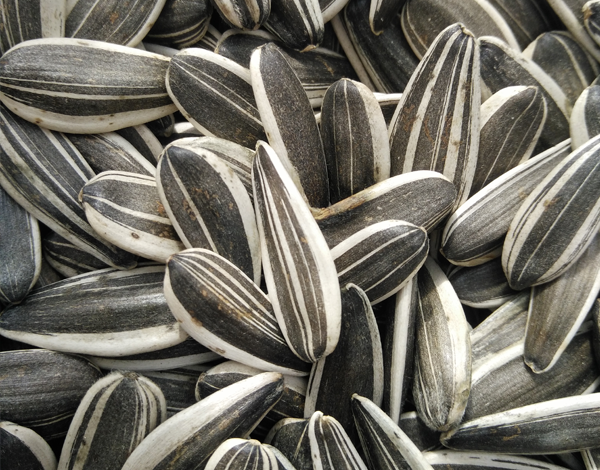 0409 sunflower seeds