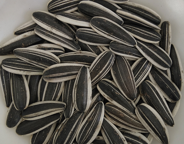 601 sunflower seeds