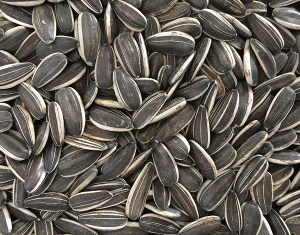 5009 sunflower seeds