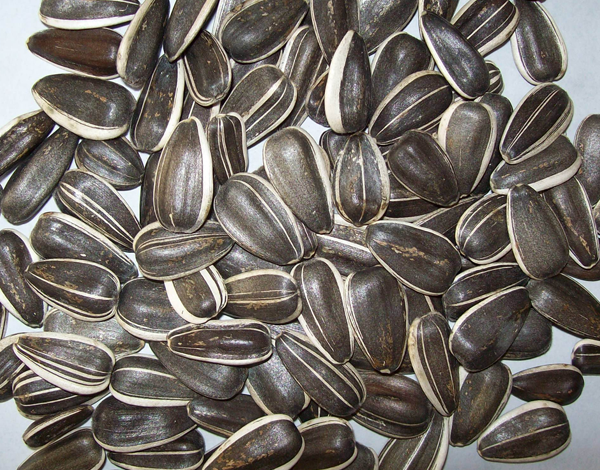 5135 sunflower seeds